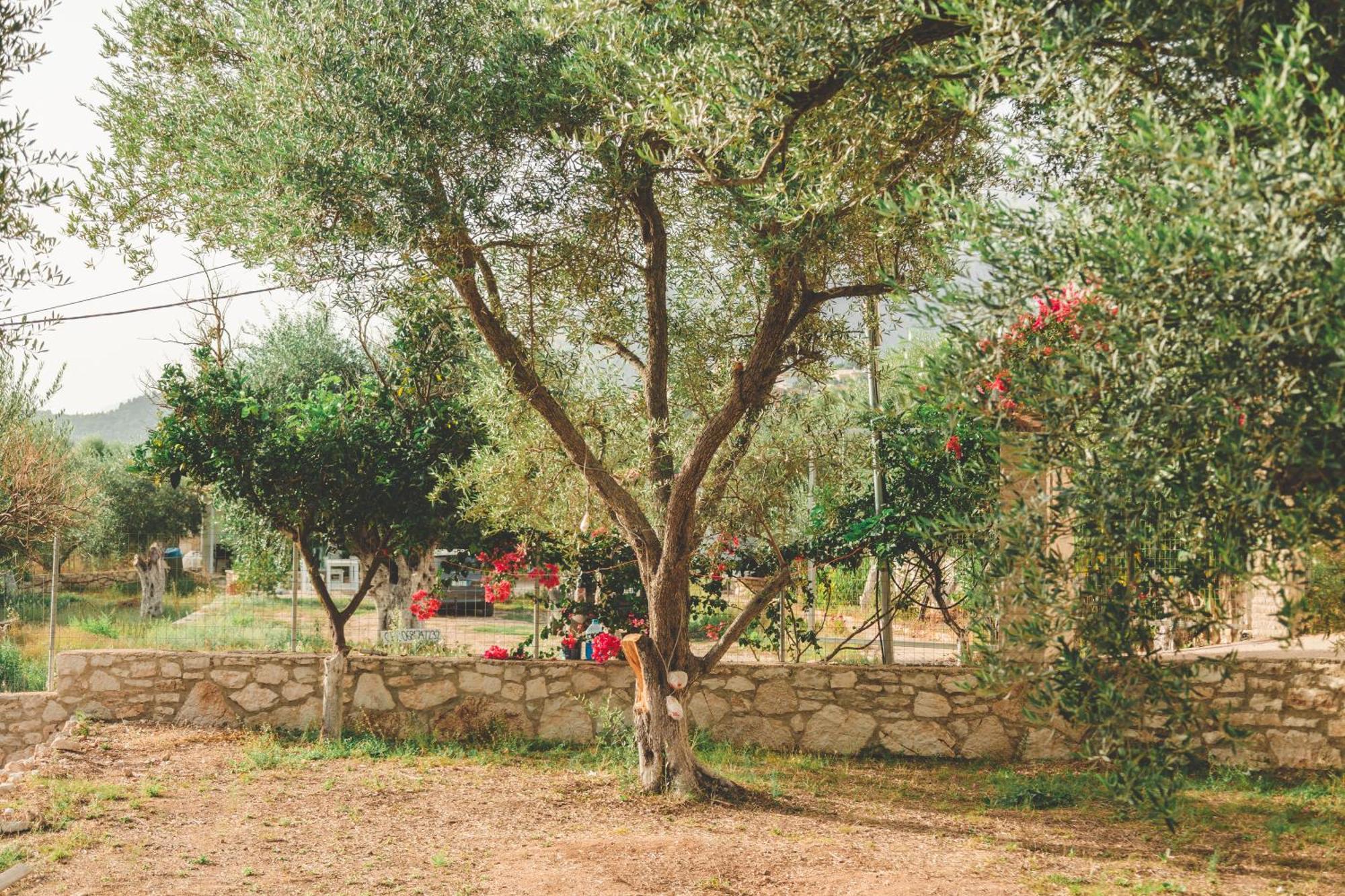 Olive Camping Himara Zewnętrze zdjęcie